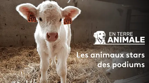 En terre animale
