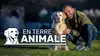 Chiens d'assistance et ostéopathie animale