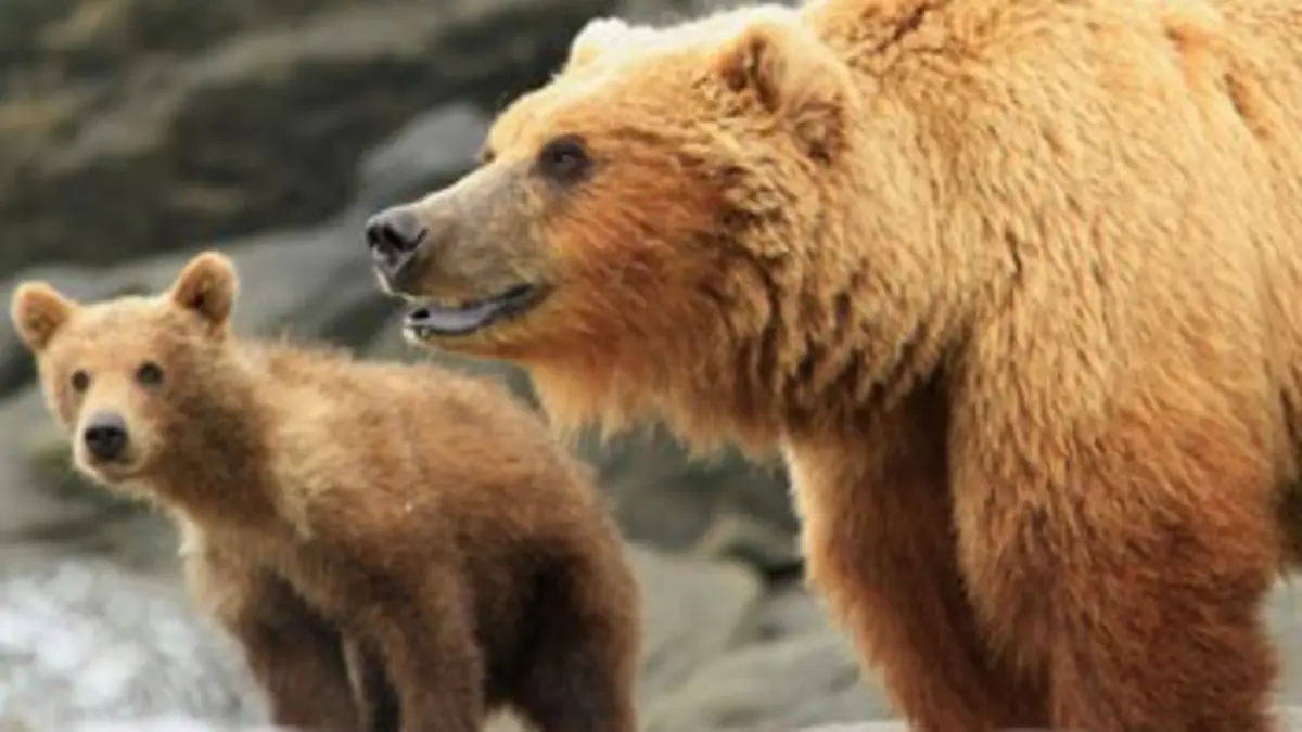 En territoire grizzli