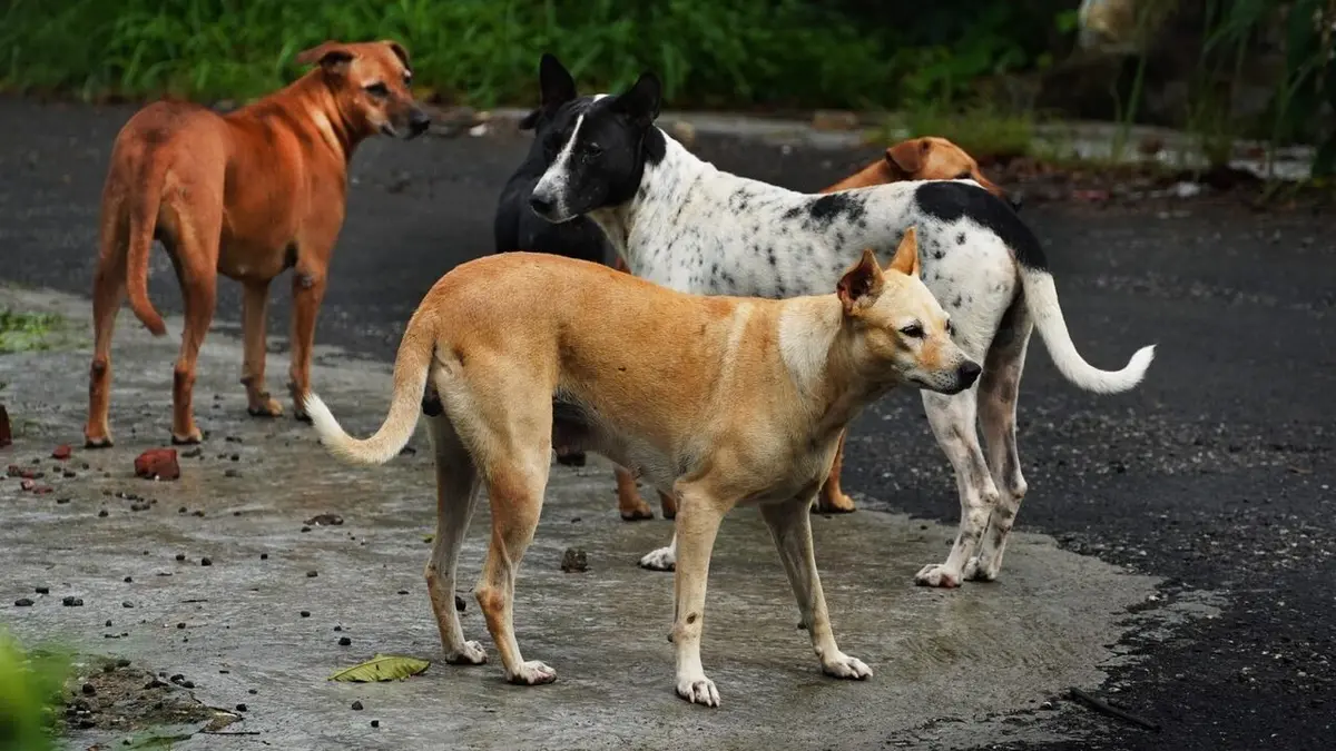 En Turquie, les chiens errants dans le viseur