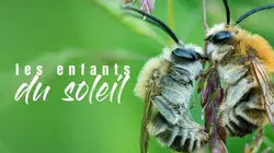 Enfants du soleil Les abeilles sauvages