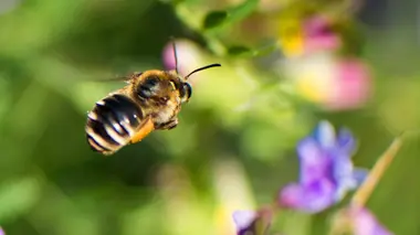 Enfants du soleil Les abeilles sauvages