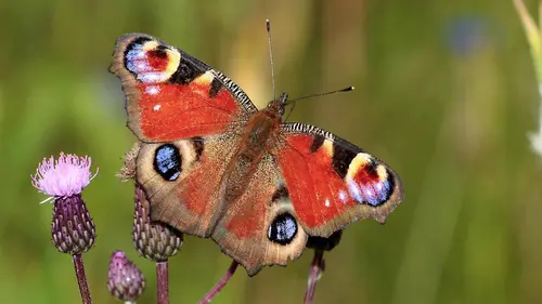 Enfants du soleil, les papillons