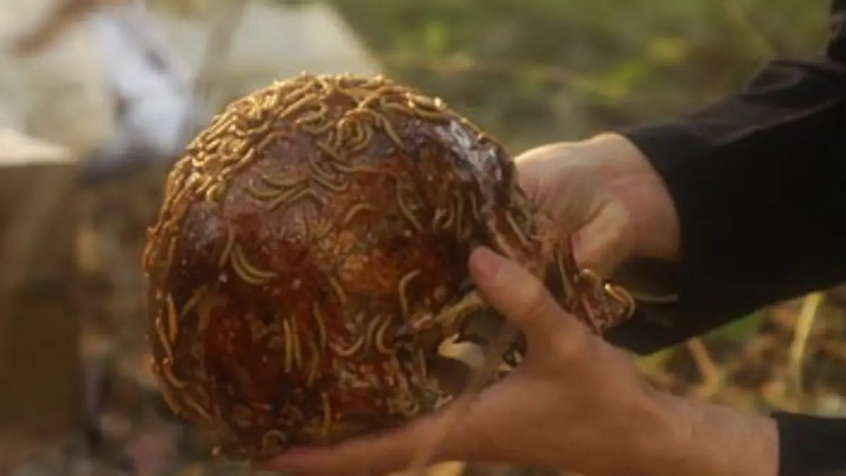 Enquête, crime et forensique E05 Entomologie