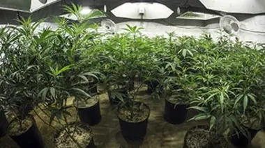 Fumeurs et planteurs, trafiquants : les dessous du canna-business