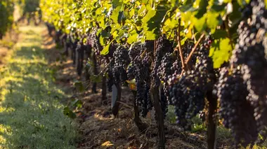 Gendarmes de Libourne : affaires sensibles dans le Bordelais