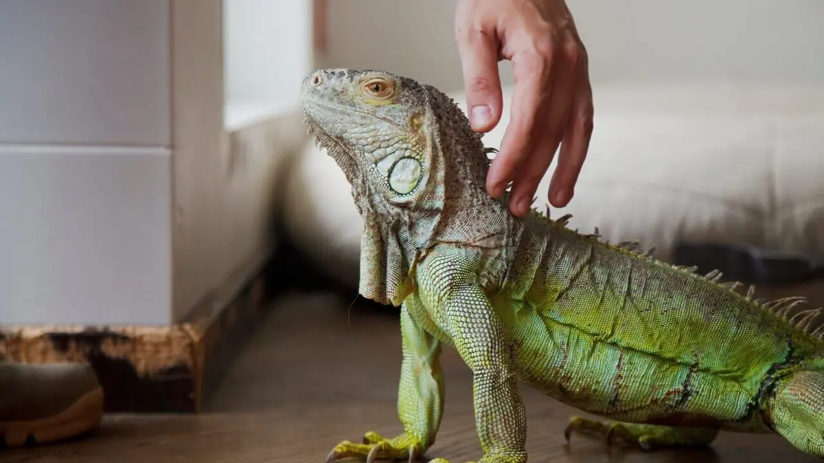 Enquête d'action Trafic d'animaux : enquête sur un scandaleux business