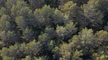 Les pouvoirs insoupçonnés de la nature