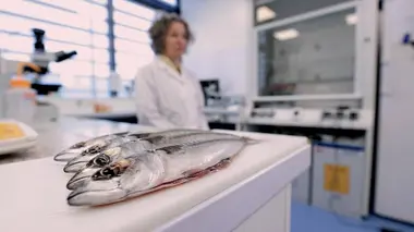Le poisson : à consommer sans modération ?