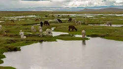 Enquête exclusive Pérou : Far-West à 4000 mètres d'altitude