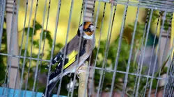 Enquête exclusive Sur la trace des nouveaux braconniers