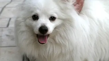 Enquête exclusive Le scandaleux business des trafiquants de chiens