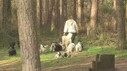 Enquête prioritaire Trafics illégaux : animaux en danger