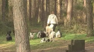 Trafics illégaux : animaux en danger