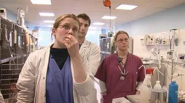 Les urgences vétérinaires