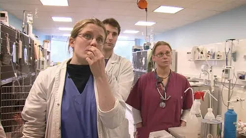 Enquête prioritaire Les urgences vétérinaires