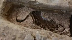 Enquête sur la peste noire