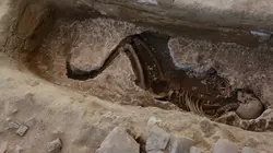 Enquête sur la peste noire