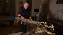 Enquête sur les prédateurs marins