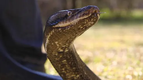 Enquête sur les prédateurs marins