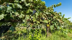 Sur France 3 à 22h55 : Enquêtes de Région