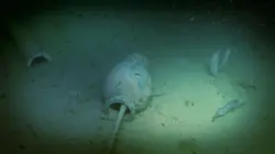 Enquêtes en eaux profondes  Le mystère de l'épave inconnue