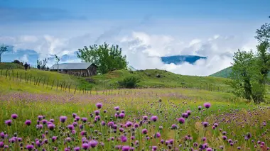 Aux frontières de la vie