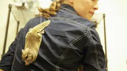 Enquêtes sauvages
