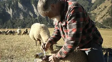 Le berger des Hautes-Alpes