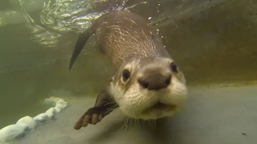 Entre Terre et Ciel Kourou - La porte vers les étoiles