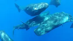 Visuel de Epaves Guadeloupe