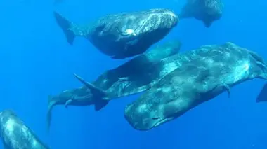 Guadeloupe, au coeur de la réserve Cousteau