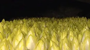 L'endive