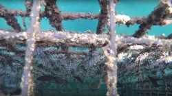 Epicerie fine, terroirs gourmands  L'île des Embiez