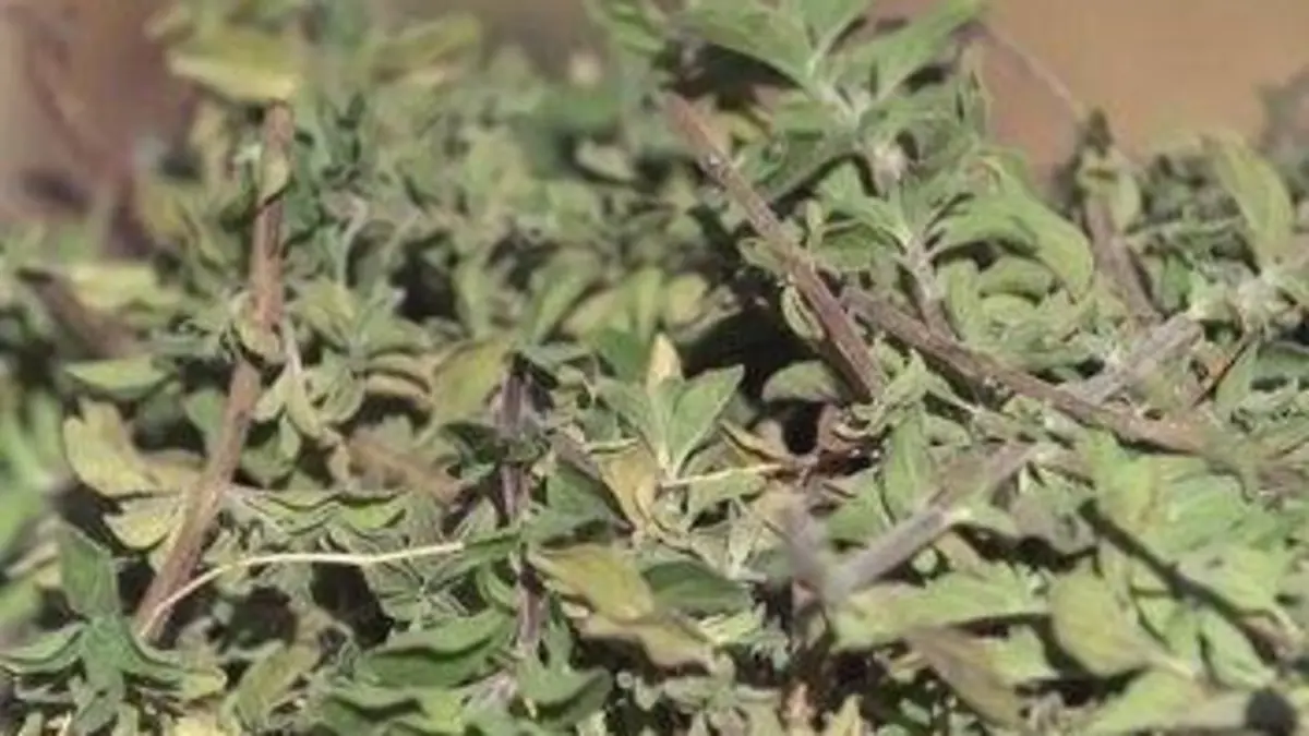 Epicerie fine, terroirs gourmands Fromage de chèvre et plantes aromatiques du Maroc