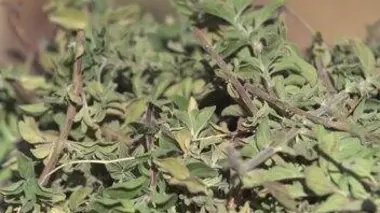 Fromage de chèvre et plantes aromatiques du Maroc