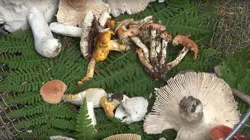 Epicerie fine, terroirs gourmands