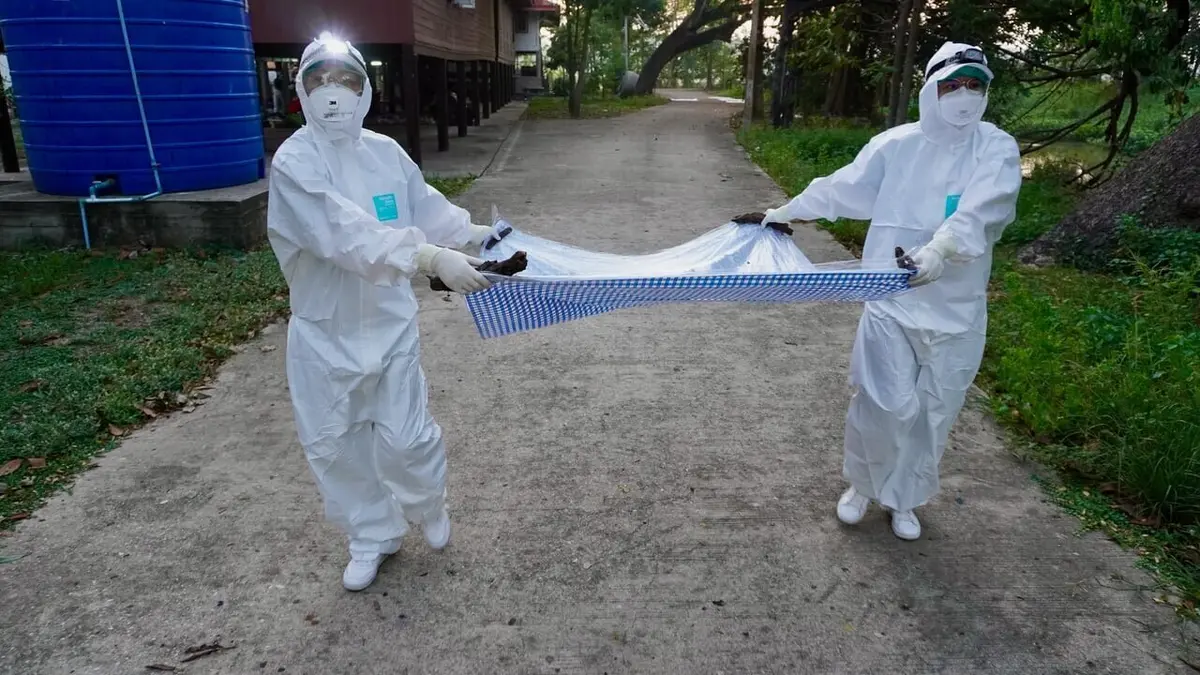 Epidémies, l'empreinte de l'homme