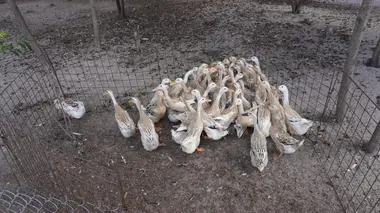 Aux origines des pandémies