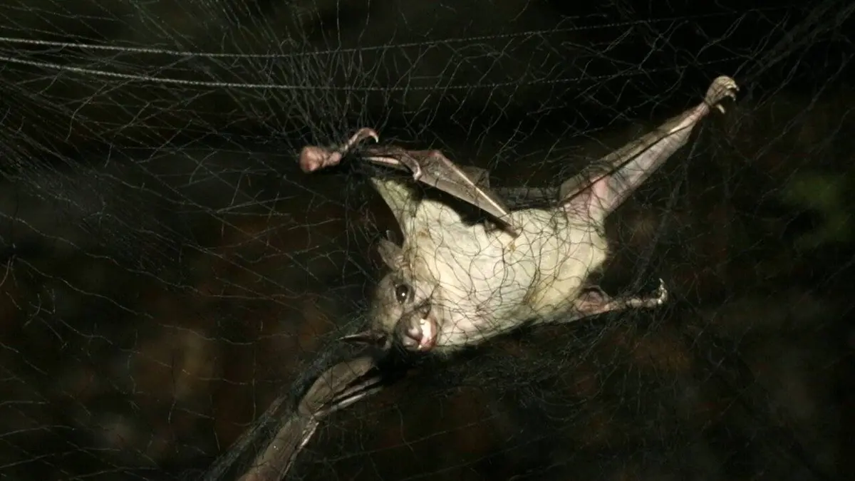 Epidémies, la menace invisible