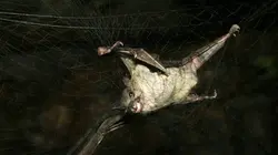 Epidémies, la menace invisible