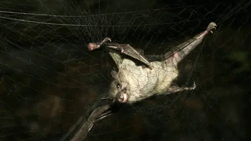 Epidémies, la menace invisible