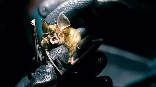 Epidémies sauvages : Les animaux face à la contamination