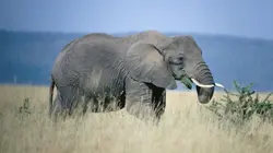 Equator's Wild Secrets L'Afrique équatoriale