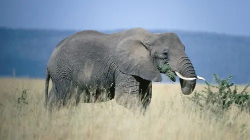 Equator's Wild Secrets L'Afrique équatoriale