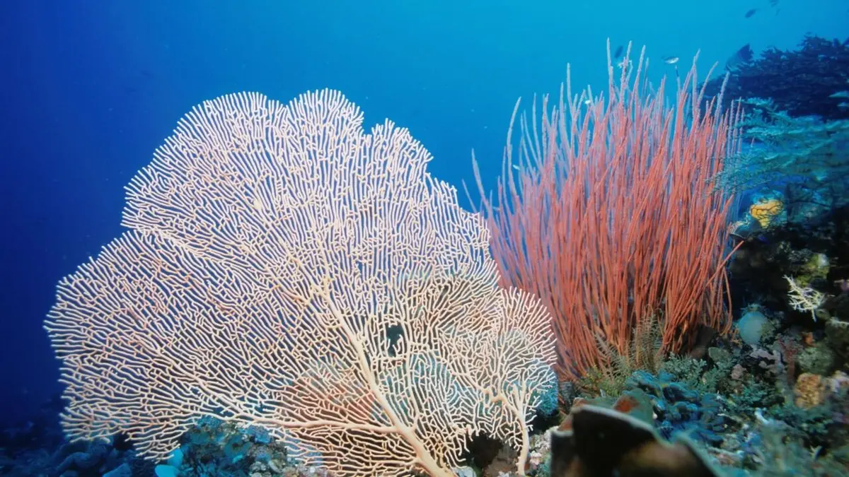 Equator's Wild Secrets Royaume de corail