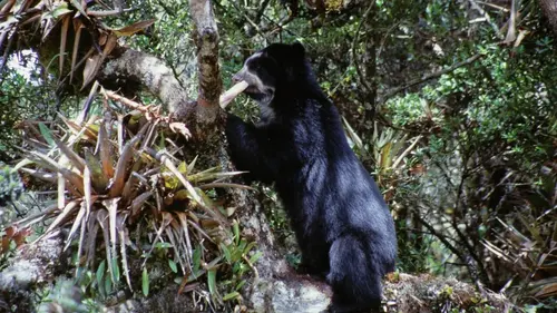 Equator's Wild Secrets Les joyaux des Andes