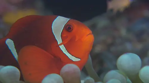 Equator's Wild Secrets Menace aux Caraïbes