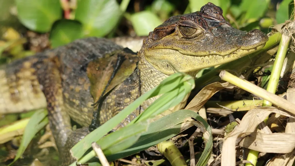 Equator's Wild Secrets Déluge en Amazonie