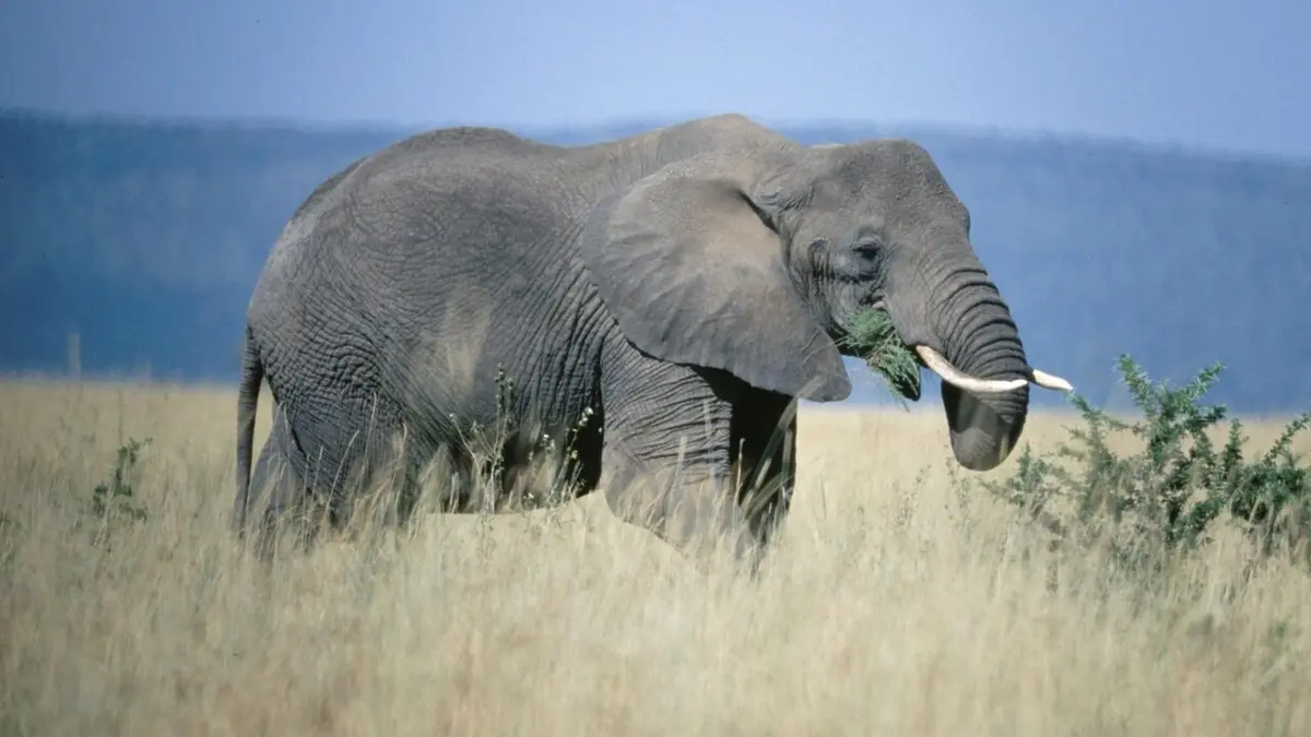 Equator's Wild Secrets L'Afrique équatoriale